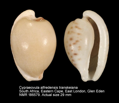 Cypraeovula alfredensis transkeiana.jpg - Cypraeovula alfredensis transkeiana Lorenz,2002